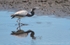 FLB012: Tricolor heron