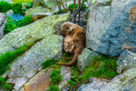 european otter lutra lutra-2144