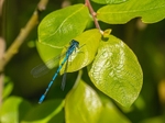Azure Damselfly