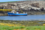 Staple Island, Farne Islands, Northumberland