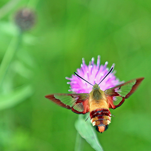 A hummingbird clearwing moth feeds on a black knapweed flower.