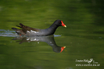 Moorhen 150606 119a