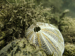 Urchin Cast