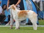 WERA Tsar Borzois (Sylvan Seabury Virago x Uliia Tsar Borzois)