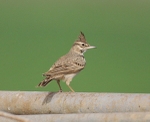 Crested Lark