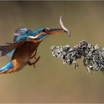 06_CE275_Kingfisher Scpre 271