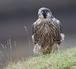 Juvenile Peregrine Falcon