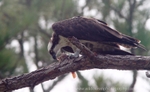 FLB050: Osprey