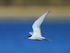 Common Tern in flight at Farmoor