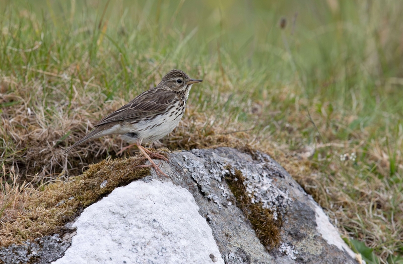 Meadow Pipit - Isle of Skye - Scotland