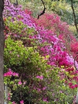 Azaleas In Cheerio Gardens