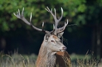 Red Deer