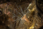 Sagartia lacerata