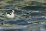 Red-necked Phalarope (juvenile), Farmoor