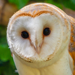 barn owl tyto alba-1278