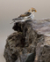 SNOW BUNTING , KINMEL BAY JAN 2011