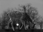 A Lone Fawn
