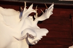 Snow deer 5580