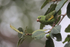 Yellow-chevroned Parakeet in tree, Porto Jofre, Brazil