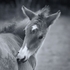 Mono foal