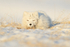 Arctic Fox resting, Svalbard, Norway