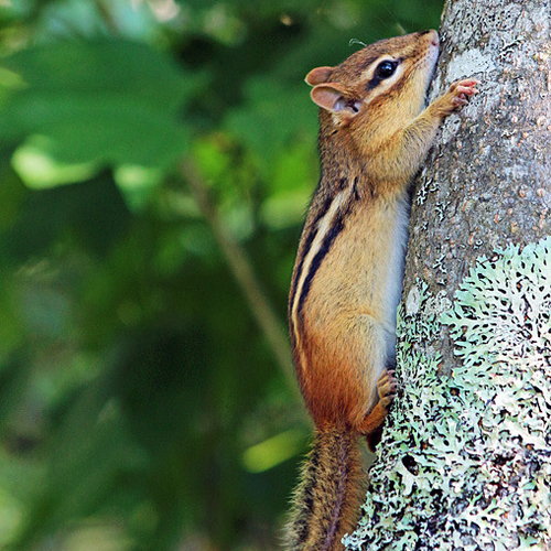 An eastern chipmunk digests a mouthful along a shady tree trunk.
