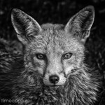The Vixens Stare