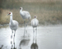 Sandhill Crane