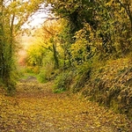 Historic track
