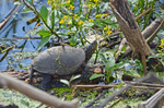 European Pond Terrapin