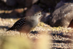 Gambel's Quail (female) standing still, Bosque del Apache, New Mexico