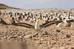 Black-browed Albatross on take-off run, Steeple Jason, Falklands