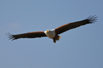 African Fish Eagle carrying a fish