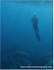 RS027: Snorkeller