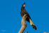 Yellow-tailed Black-cockatoo Female 6 0A3A9106