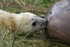 Grey Seal Pup