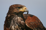 Hawk _AGT003