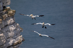 Gannet