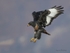 Jackal Buzzard