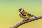 Goldfinch Carduelis carduelis 1189