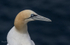 Gannet