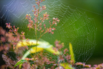 cobwebs-9398-