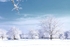 Woodland Trees with Snow