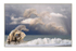 Driftwood Dream