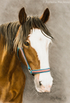shire horse