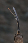 Peruvian Pelican throws back head, Chanaral Island, Chile