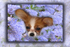 Blueblossom puppy