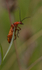 Soldier beetle taken on macro lens