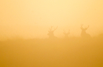 Red Deer