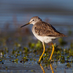 Lesser Yellowlegs (juvenile) on the Port Meadow floods
